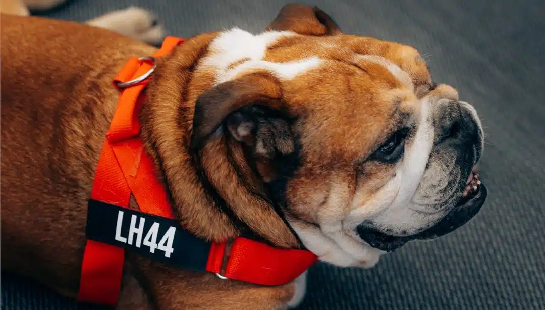 Hamilton met fin aux souffrances de son chien Roscoe G2A182mWkAAQDgC