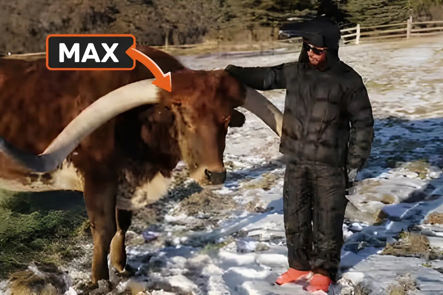 Hamilton adopte une vache qui s’appelle Max